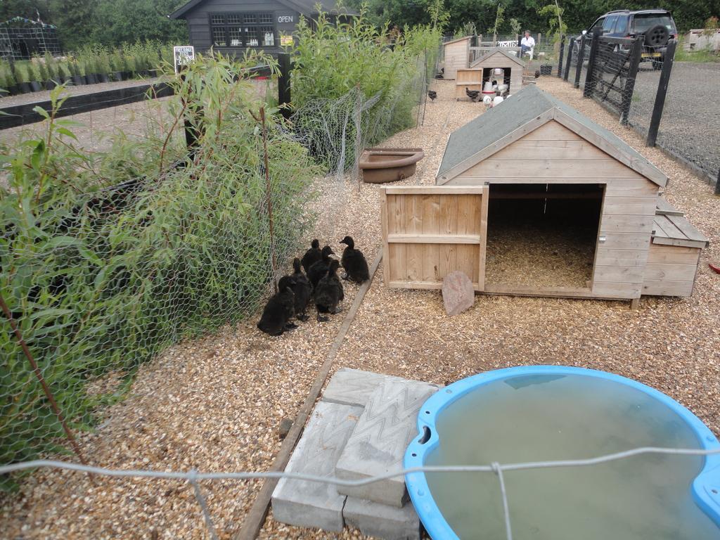 Willow Court Farm Studio East & Petting Farm, 8 Mins To Legoland & Windsor, 15 Mins To Lapland Uk Kültér fotó