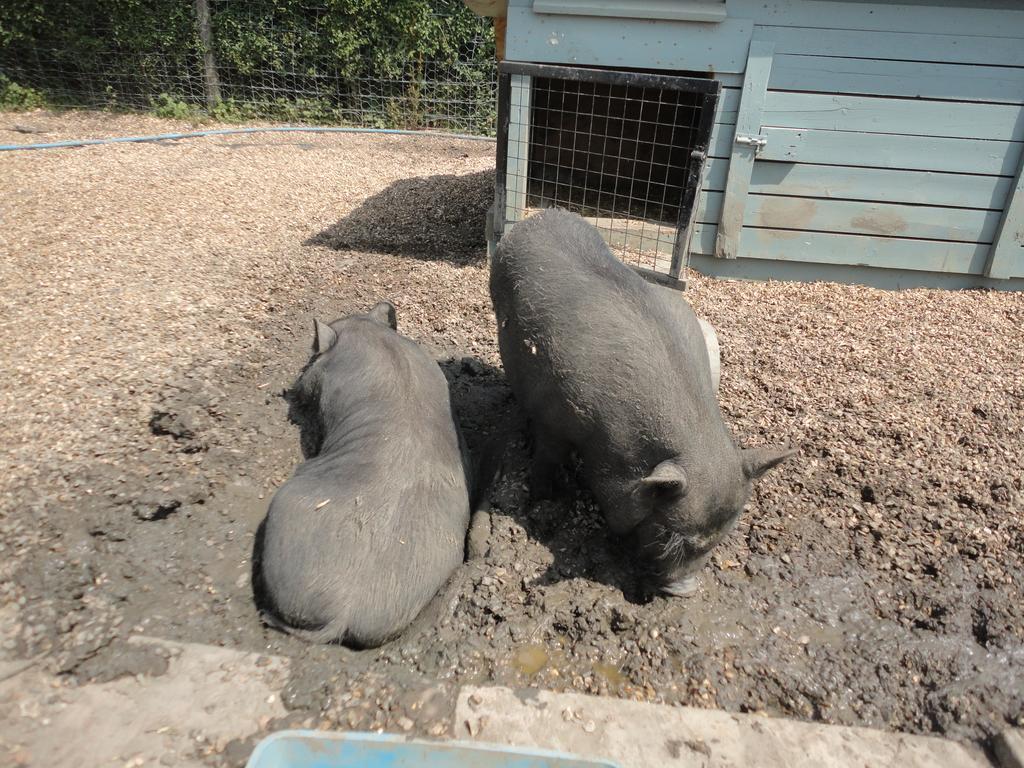 Willow Court Farm Studio East & Petting Farm, 8 Mins To Legoland & Windsor, 15 Mins To Lapland Uk Kültér fotó