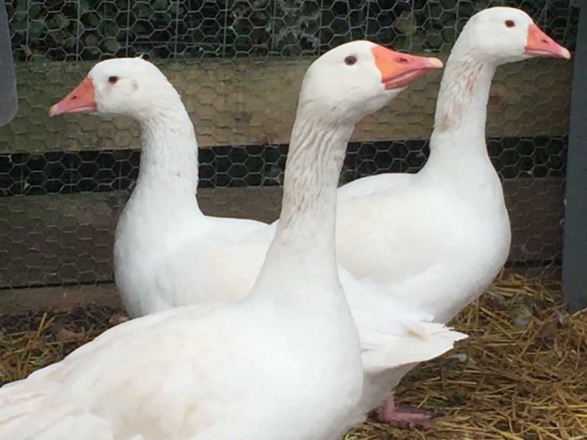 Willow Court Farm Studio East & Petting Farm, 8 Mins To Legoland & Windsor, 15 Mins To Lapland Uk Kültér fotó