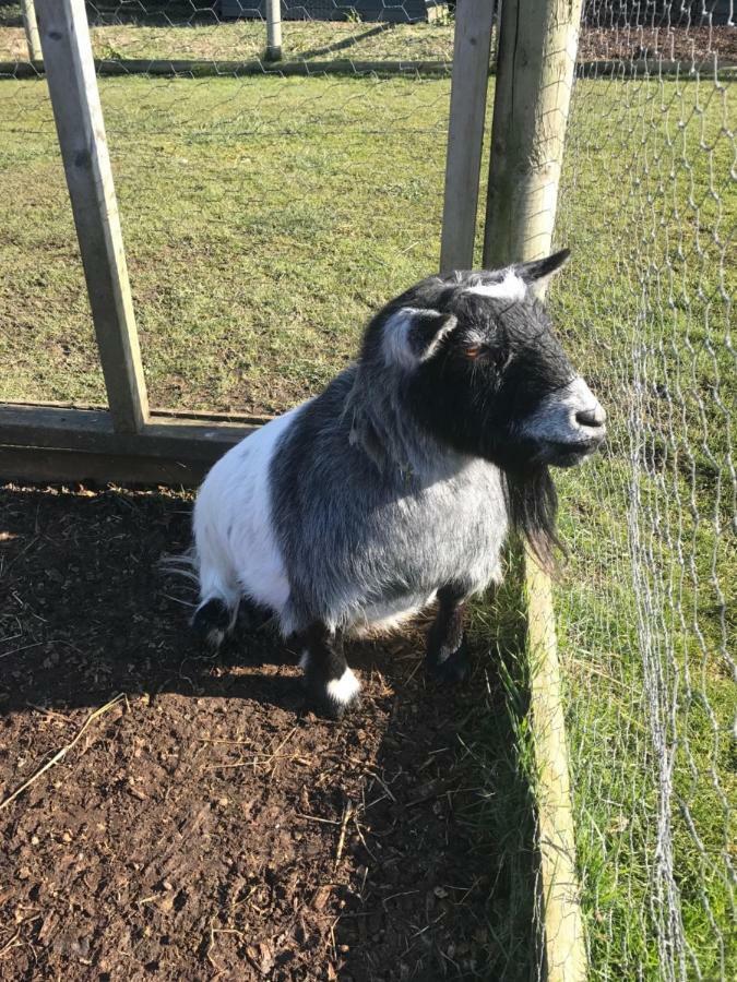 Willow Court Farm Studio East & Petting Farm, 8 Mins To Legoland & Windsor, 15 Mins To Lapland Uk Kültér fotó