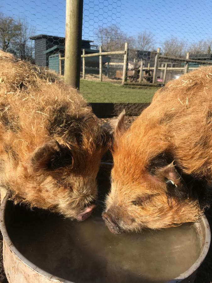 Willow Court Farm Studio East & Petting Farm, 8 Mins To Legoland & Windsor, 15 Mins To Lapland Uk Kültér fotó