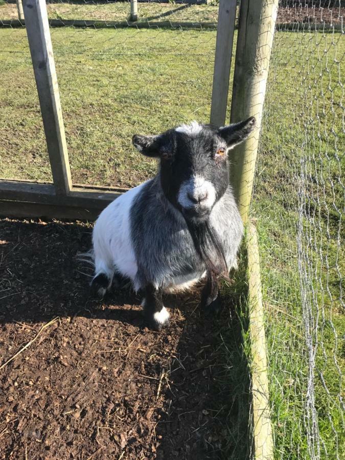 Willow Court Farm Studio East & Petting Farm, 8 Mins To Legoland & Windsor, 15 Mins To Lapland Uk Kültér fotó