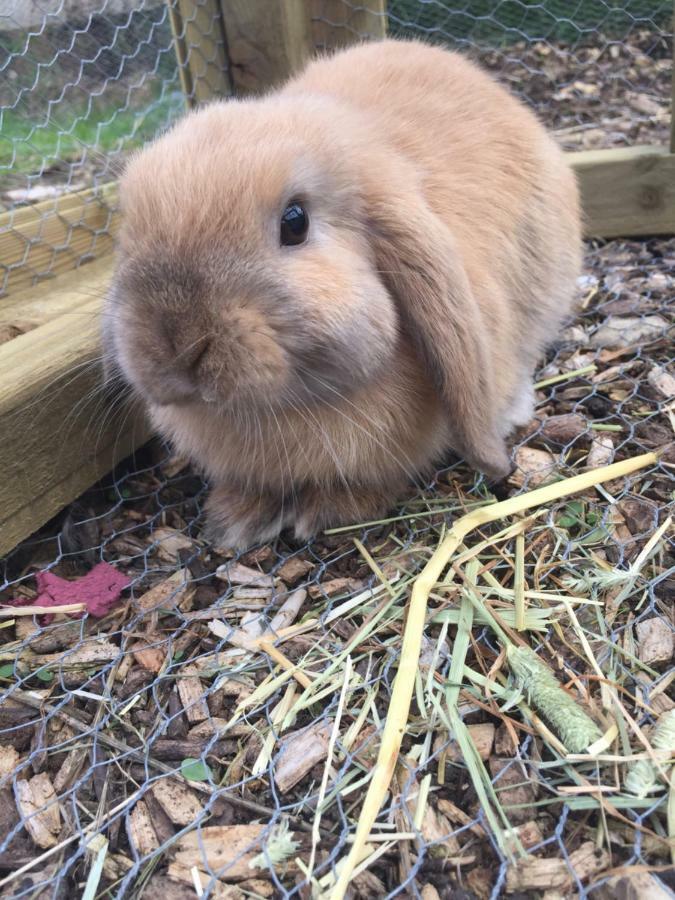 Willow Court Farm Studio East & Petting Farm, 8 Mins To Legoland & Windsor, 15 Mins To Lapland Uk Kültér fotó